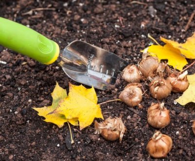 Не час відпочивати! Що посадити і посіяти в листопаді?