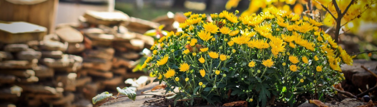 Спасіння для порожніх осінніх клумб! Яскраві квіти, що цвітуть у листопаді