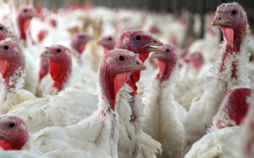 Виробництво індичатини Виробництво індичатини