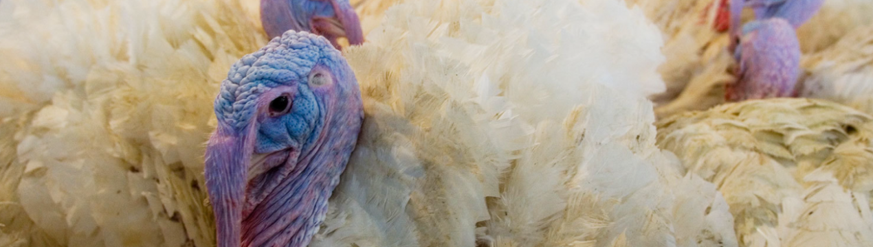 В Україні зросло виробництво індичатини