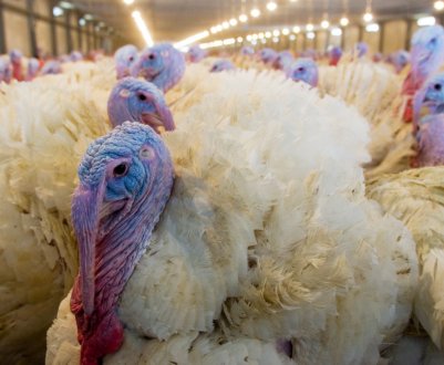 В Україні зросло виробництво індичатини