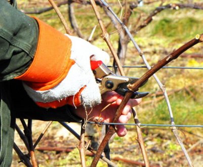 Якщо виноград погано плодоносить, потрібно відновлення. Як визначити, коли настав час видалити пагін?