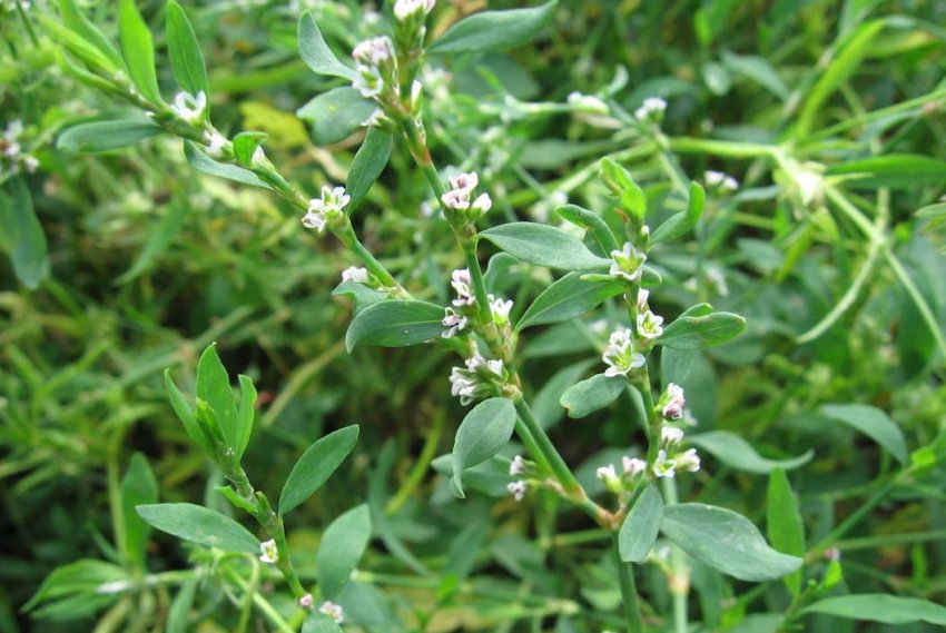 Спориш птичий