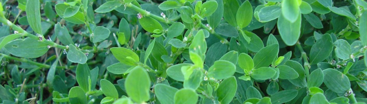 Що за трава у нас під ногами? Всі бачили, але мало хто знає, як вона називається