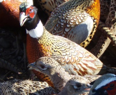 Найбільший вітчизняний виробник птиці почав вирощувати фазанів