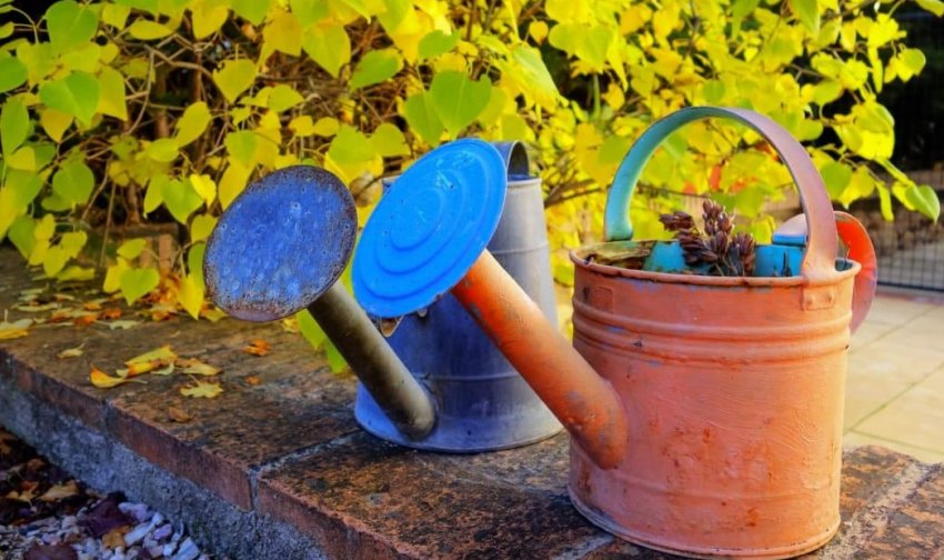 Передзимове поливання квітів