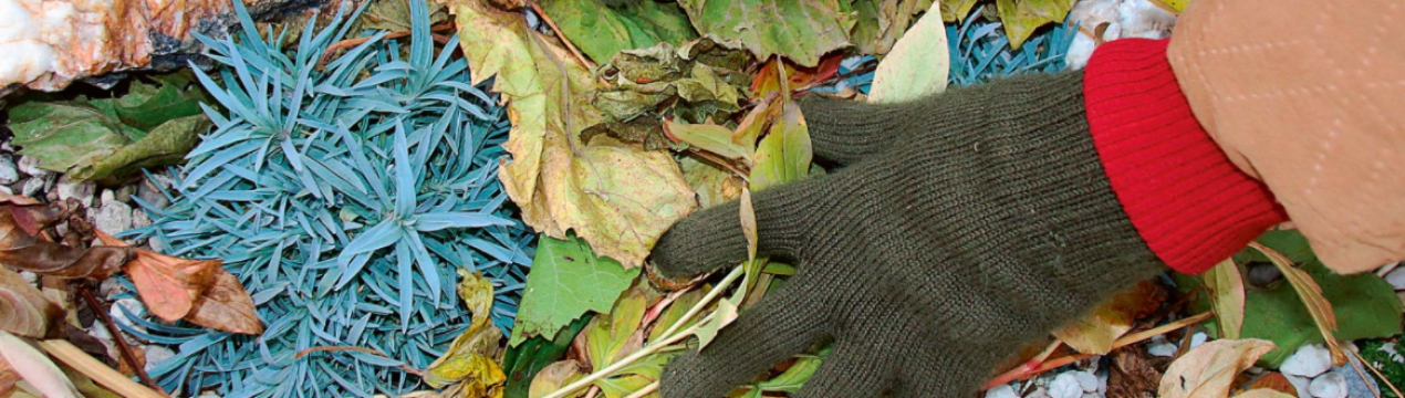 Що робити з квітами в листопаді?