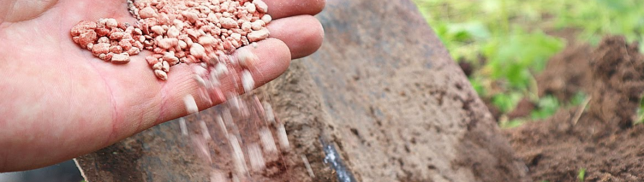 У листопаді пролийте цим увесь сад! Ви здивуєтеся великому врожаю