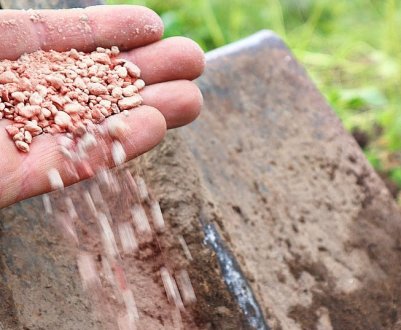 У листопаді пролийте цим увесь сад! Ви здивуєтеся великому врожаю