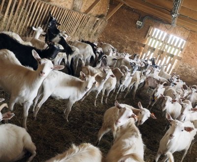 На Прикарпатті виводять нову породу кіз