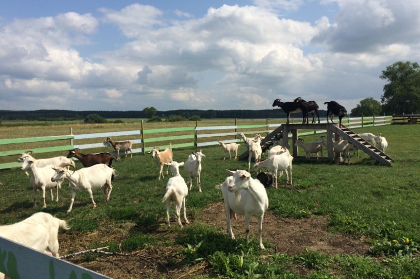 Виведення нових порід кіз