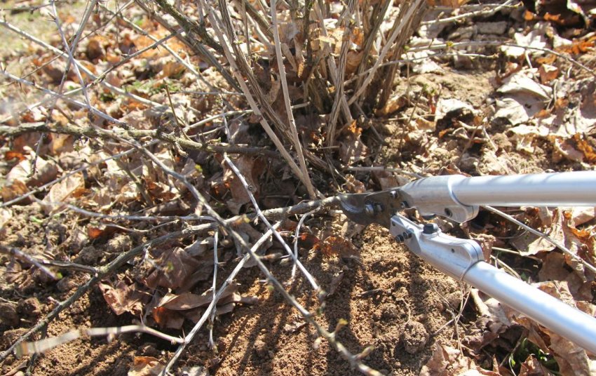 Смородина восени Смородина восени