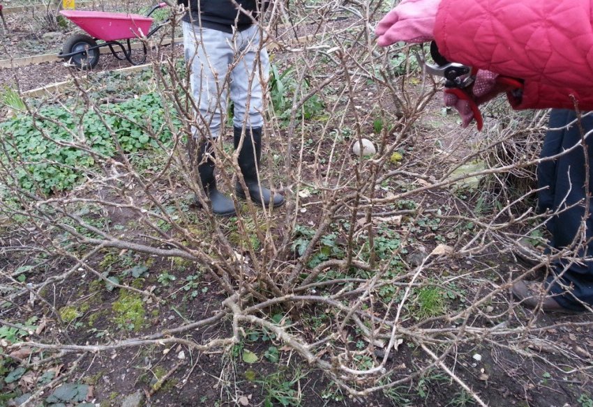 Чорниця восени Чорниця восени