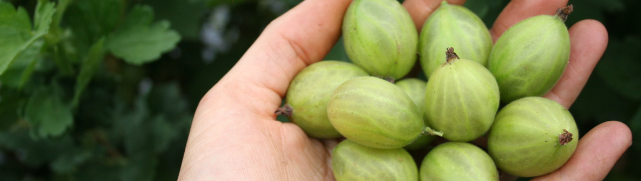 Що робити з крижовником в листопаді, щоб ягода росла так, як у вишні?