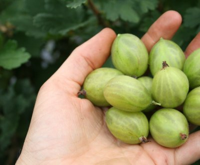 Що робити з крижовником в листопаді, щоб ягода росла так, як у вишні?