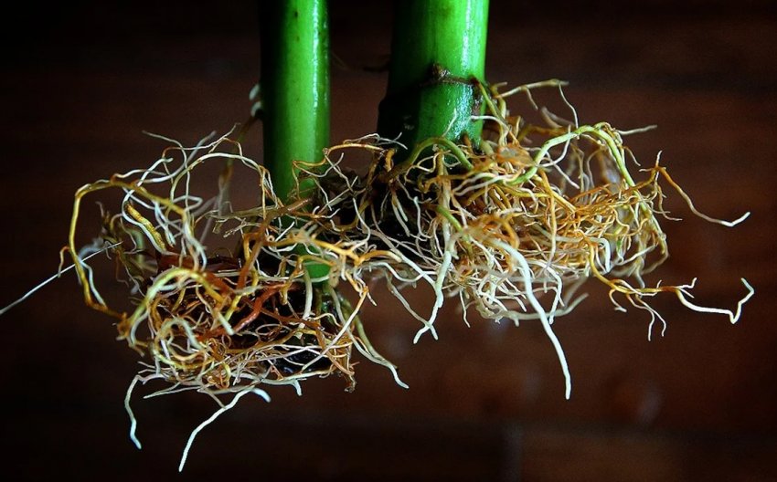 Корнеутворення у живців Корнеутворення у живців