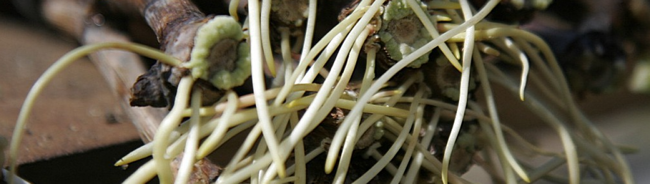 Всі живці будуть у корінні! Рецепт найсильнішого коренеутворювача