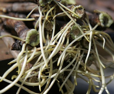 Всі живці будуть у корінні! Рецепт найсильнішого коренеутворювача