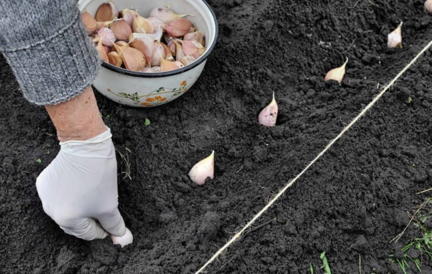 Озима посадка часнику