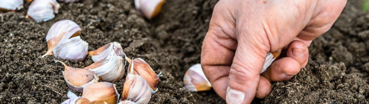 Як отримати найбільший часник! Винахідливе висаджування зимового часнику для гарної врожайності