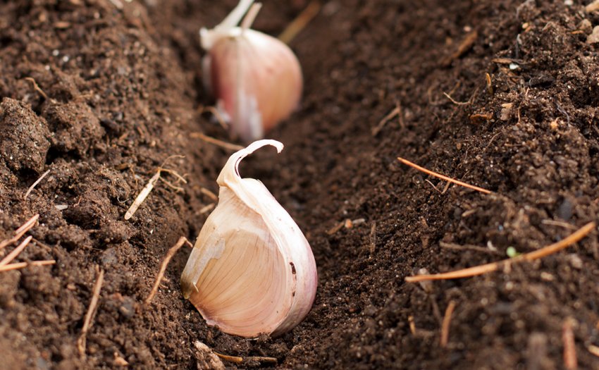 Озима посадка чеснока