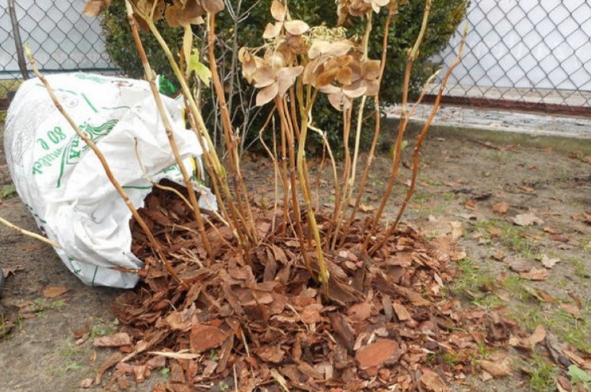 Підготовка гортензії до зимування