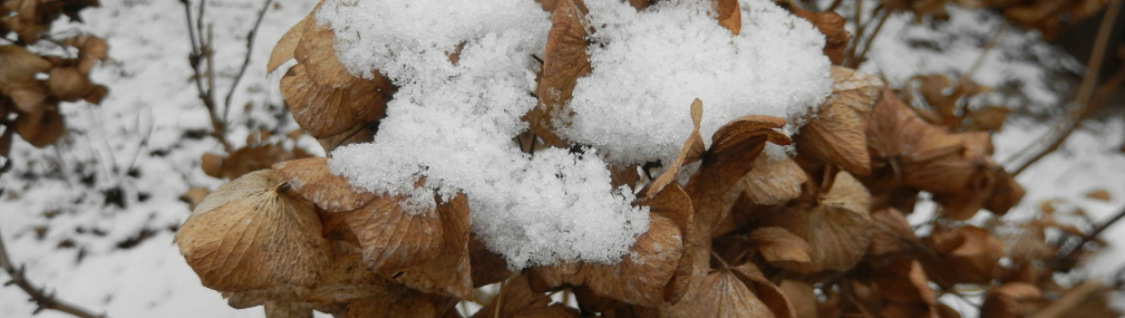Зроби так з гортензією восени і від квітучих квітів не буде відмови