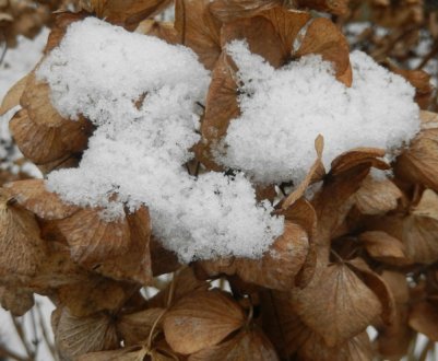 Зроби так з гортензією восени і від квітучих квітів не буде відмови