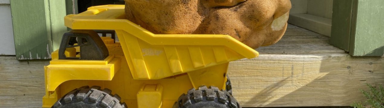 Новозеландські фермери виростили найбільший у світі клубень картоплі