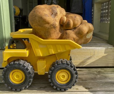 Новозеландські фермери виростили найбільший у світі клубень картоплі