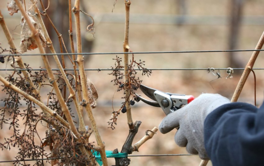 Обрізка винограду восени Обрізка винограду восени