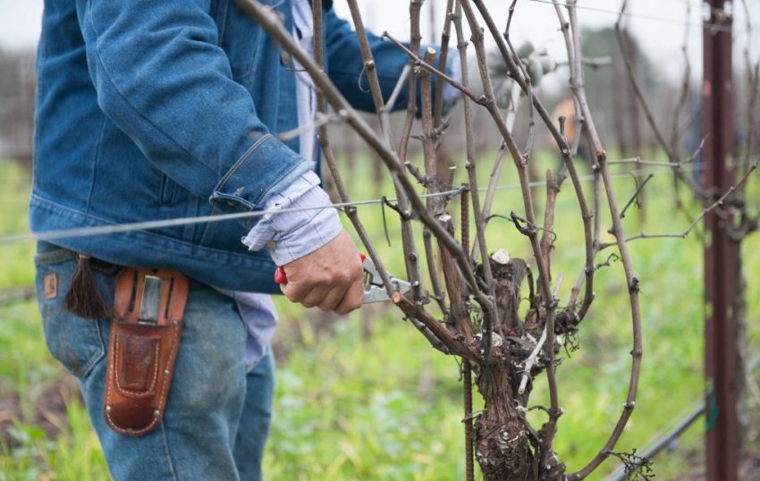 Обрізка винограду Обрізка винограду
