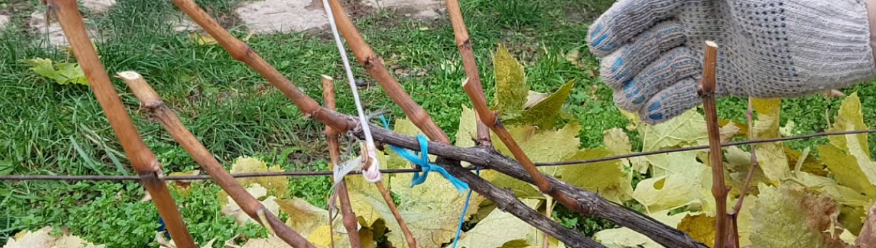 Живі та мертві пагони на винограді. Як після обрізки залишитися без урожаю?