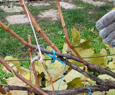 Живі та мертві пагони на винограді. Як після обрізки залишитися без урожаю?