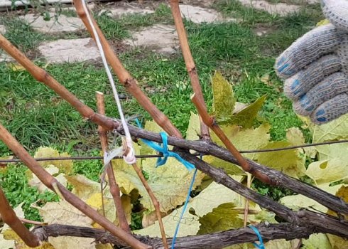 Живі та мертві пагони на винограді. Як після обрізки залишитися без урожаю?
