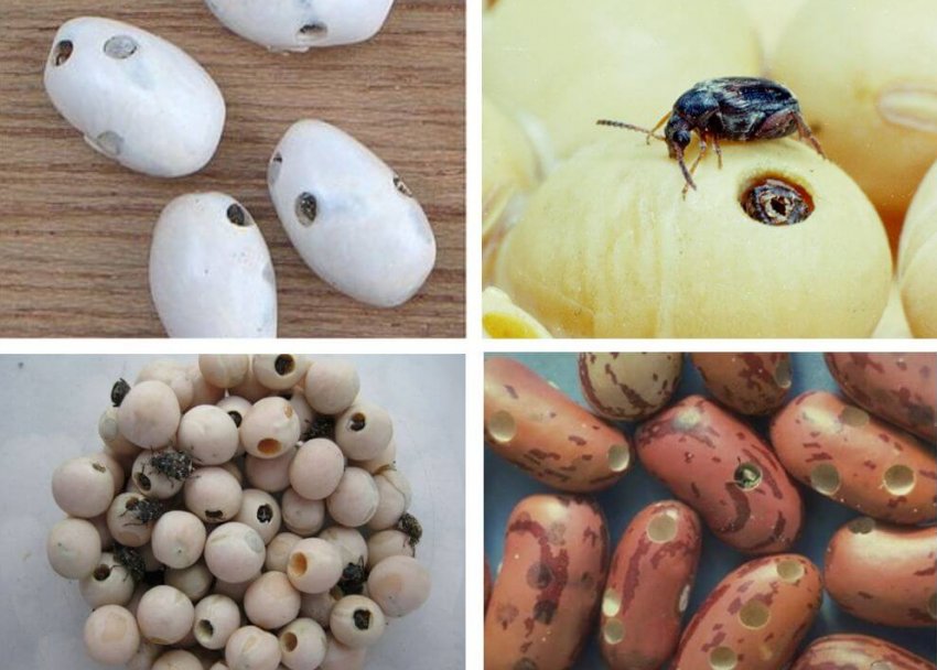 Жучки в фасолі