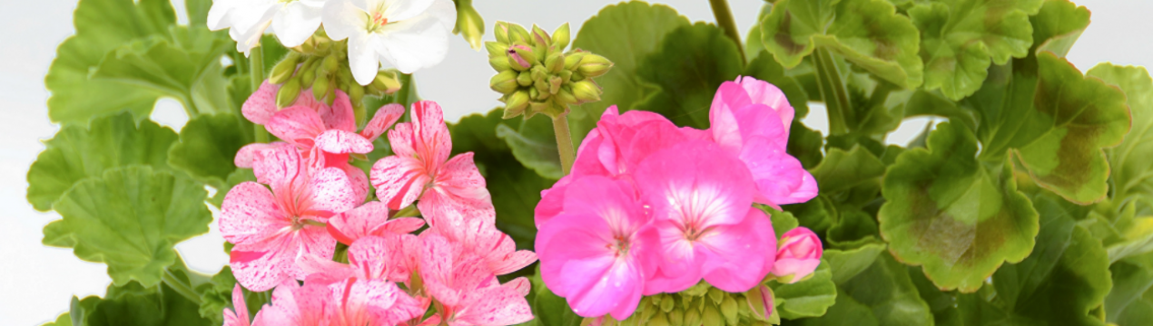 Звичайний відвар, а що творить з геранню! Від цвітіння очей не відвести