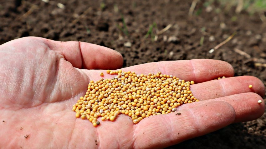 Посів гірчиці в листопаді