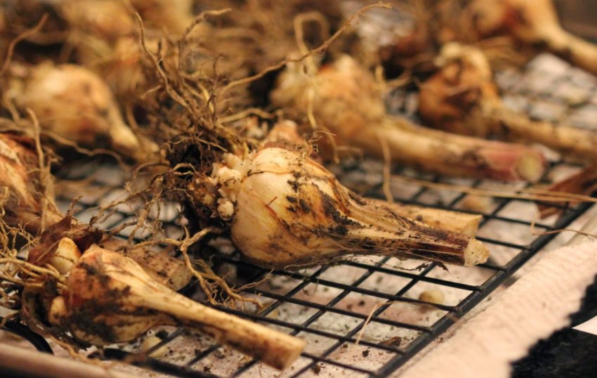 Зберігання гладіолусів Зберігання гладіолусів