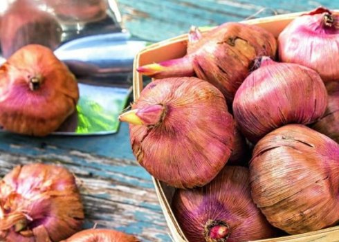 Ні одна луковиця не пропаде! Всі гладіолуси зберегуться при такому способі уборки й зберігання