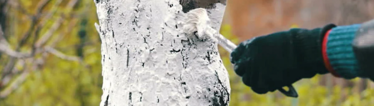 Могутна захист вашого плодового дерева пізньою осінню. Побілка з мідним купоросом