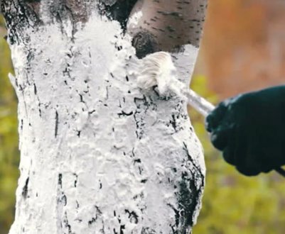 Могутна захист вашого плодового дерева пізньою осінню. Побілка з мідним купоросом