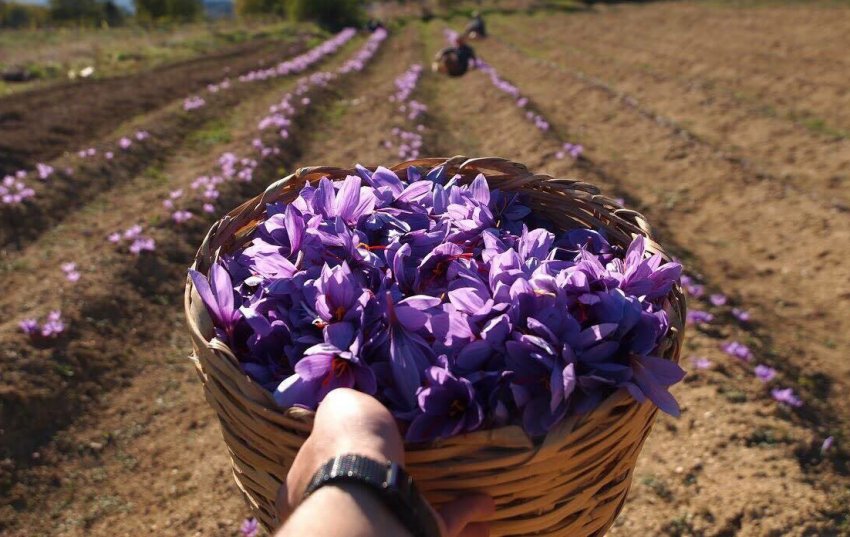 Збір шафрану Збір шафрану