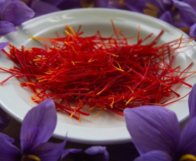 Закарпатські фермери почали збір шафрану