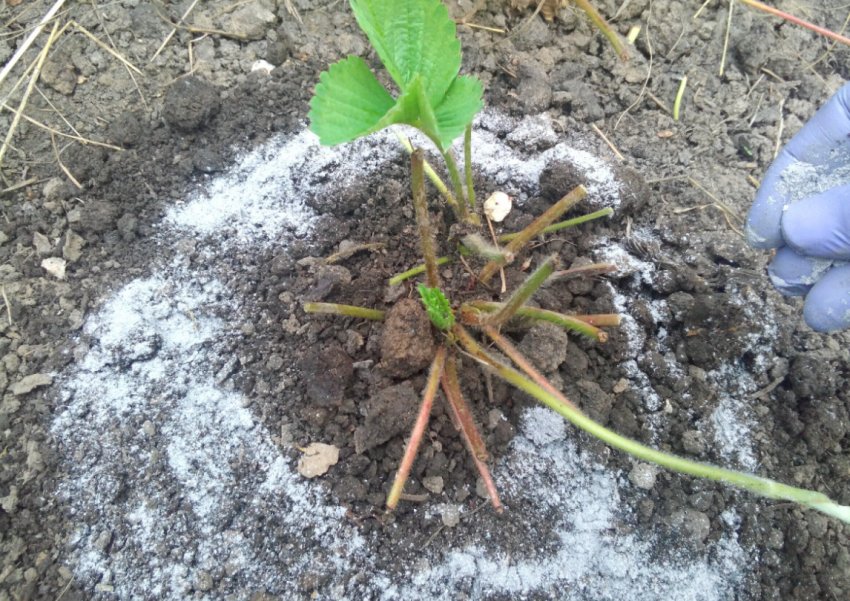 Підживлення полуниці осінню