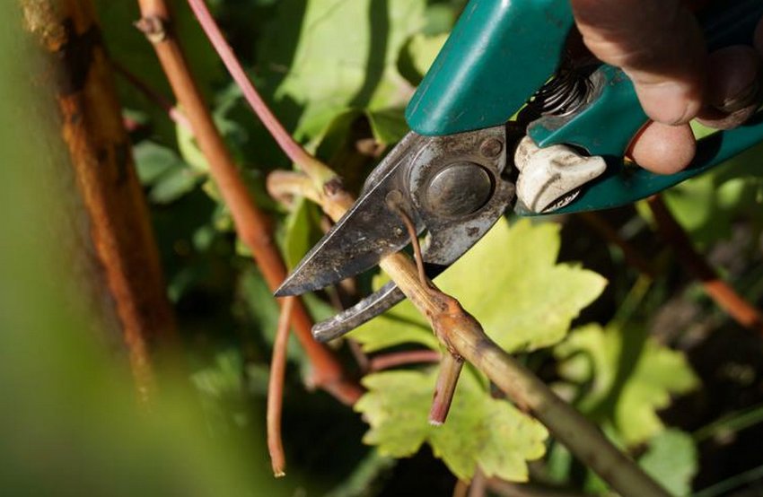 Нарізка живців винограду Нарізка живців винограду