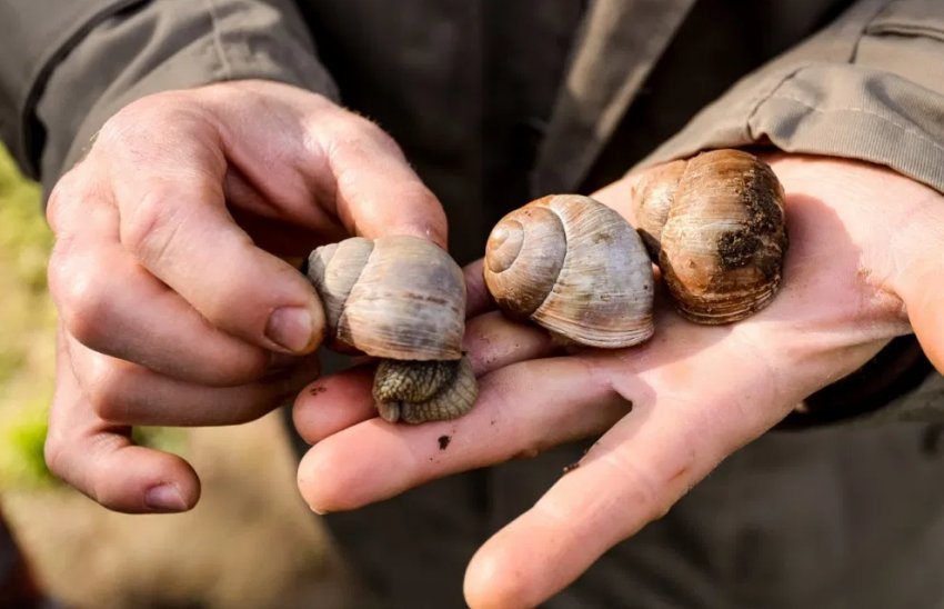 Улитки Улитки