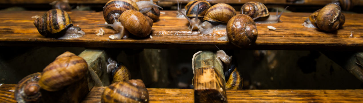 В світі відзначений високий попит на українських равликів