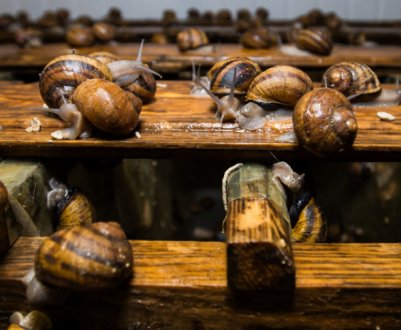 В світі відзначений високий попит на українських равликів