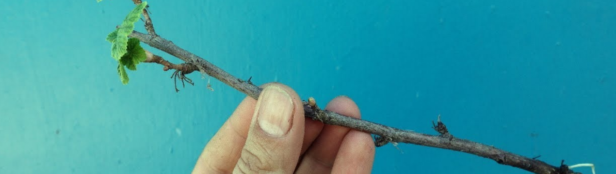 Народний замінник Корневина! Зарештковуємо черенок за один день